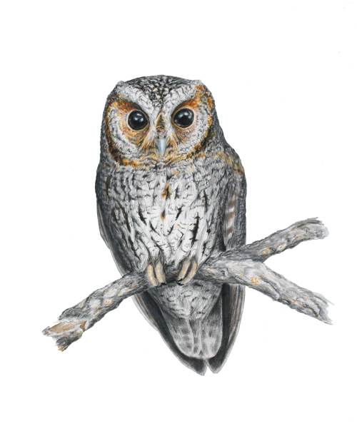 Flagellated Owl - Psiloscops flammeolus. 14 x 17