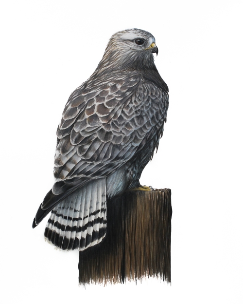 Rough-legged Hawk- Buteo lagopus. 11x17