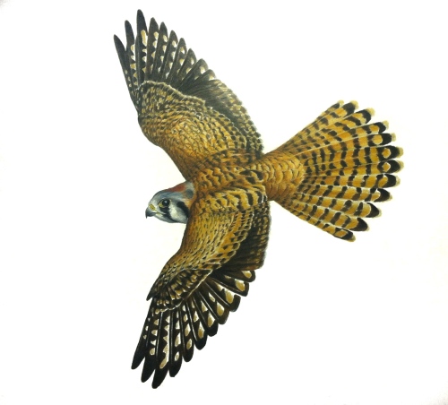 Female American Kestrel- Falco sparverius. 11x17
