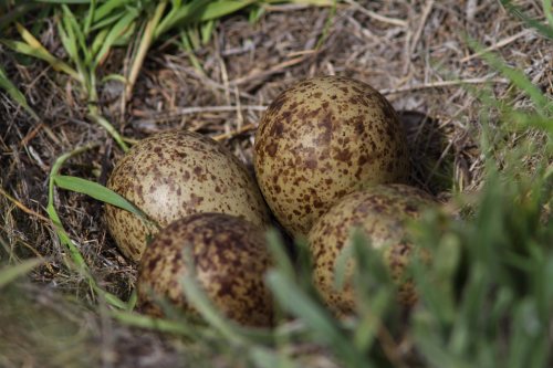 Long-billed Curlew nest 