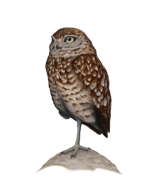 Burrowing Owl - Athen cunicularia. 11 x 17