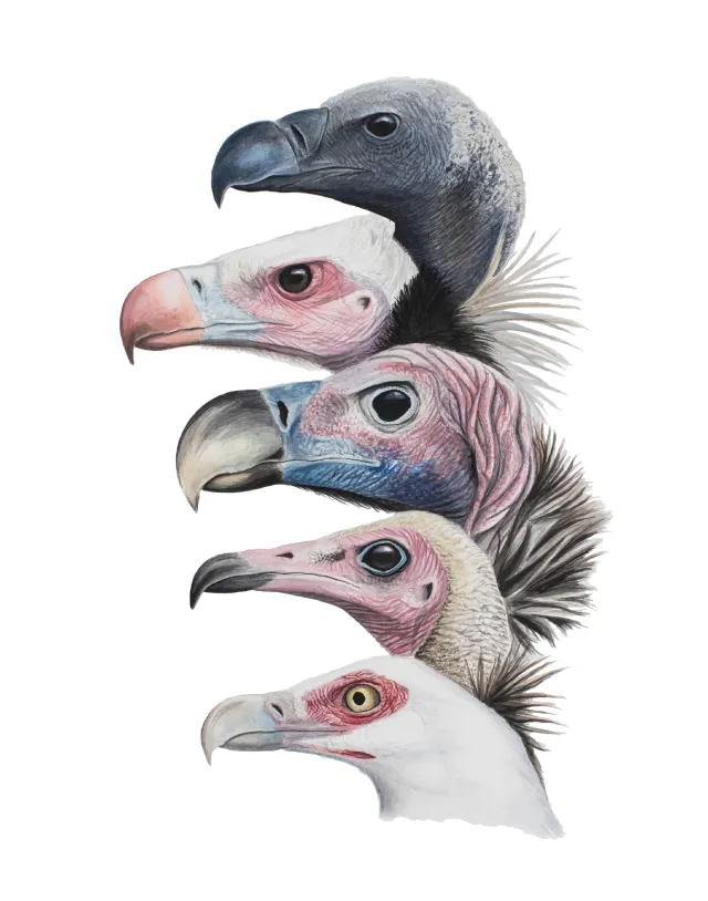 Illustration of the Vultures of Gorongosa National Park, Mozambique